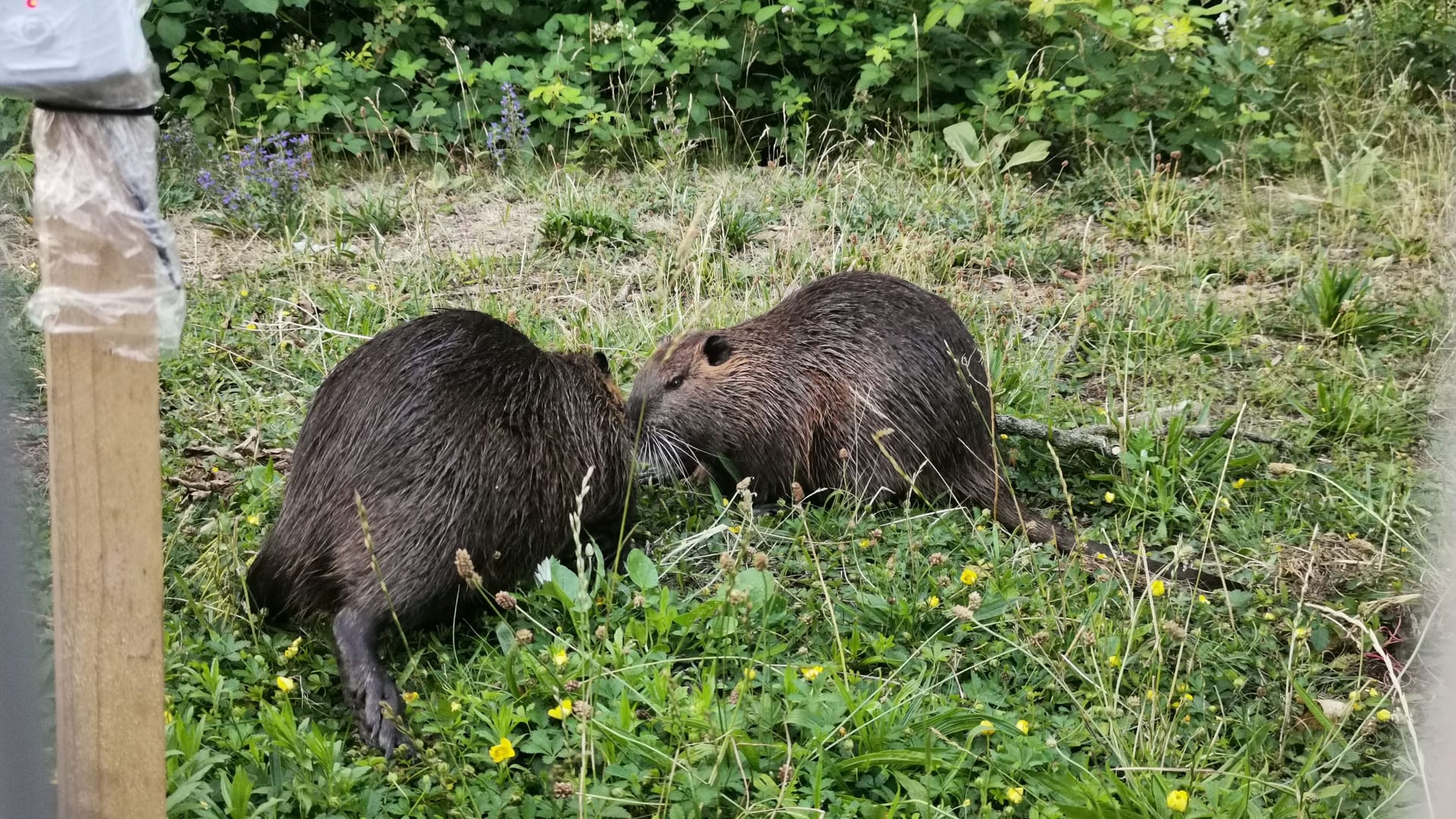 Nutrias: Die invasive, also nicht heimische, Tierart fühlt sich auch in Hannover-Ahlem wohl.