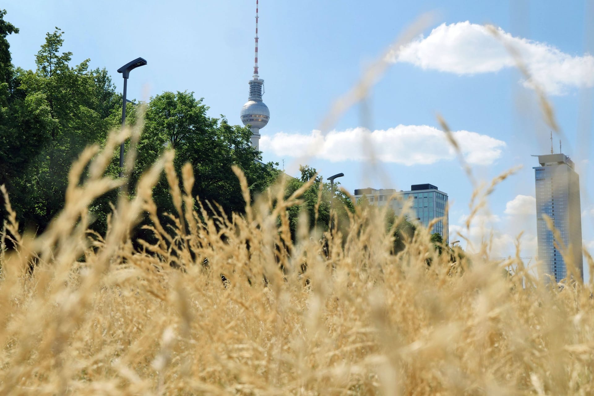 Ausgetrocknetes Gras auf der Karl-Marx-Allee (Archivbild): In Berlin und Brandenburg wird es sehr heiß.