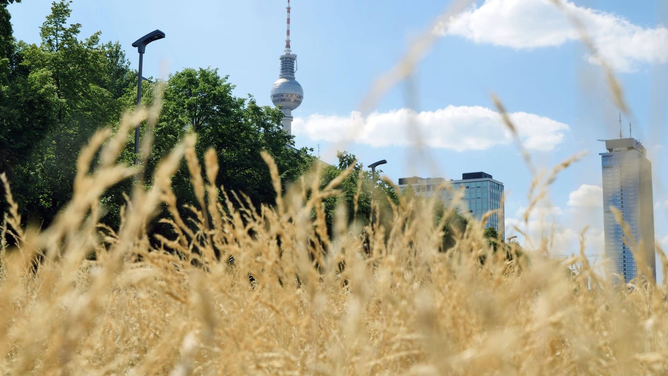 Ausgetrocknetes Gras auf der Karl-Marx-Allee (Archivbild): In Berlin und Brandenburg wird es sehr heiß.