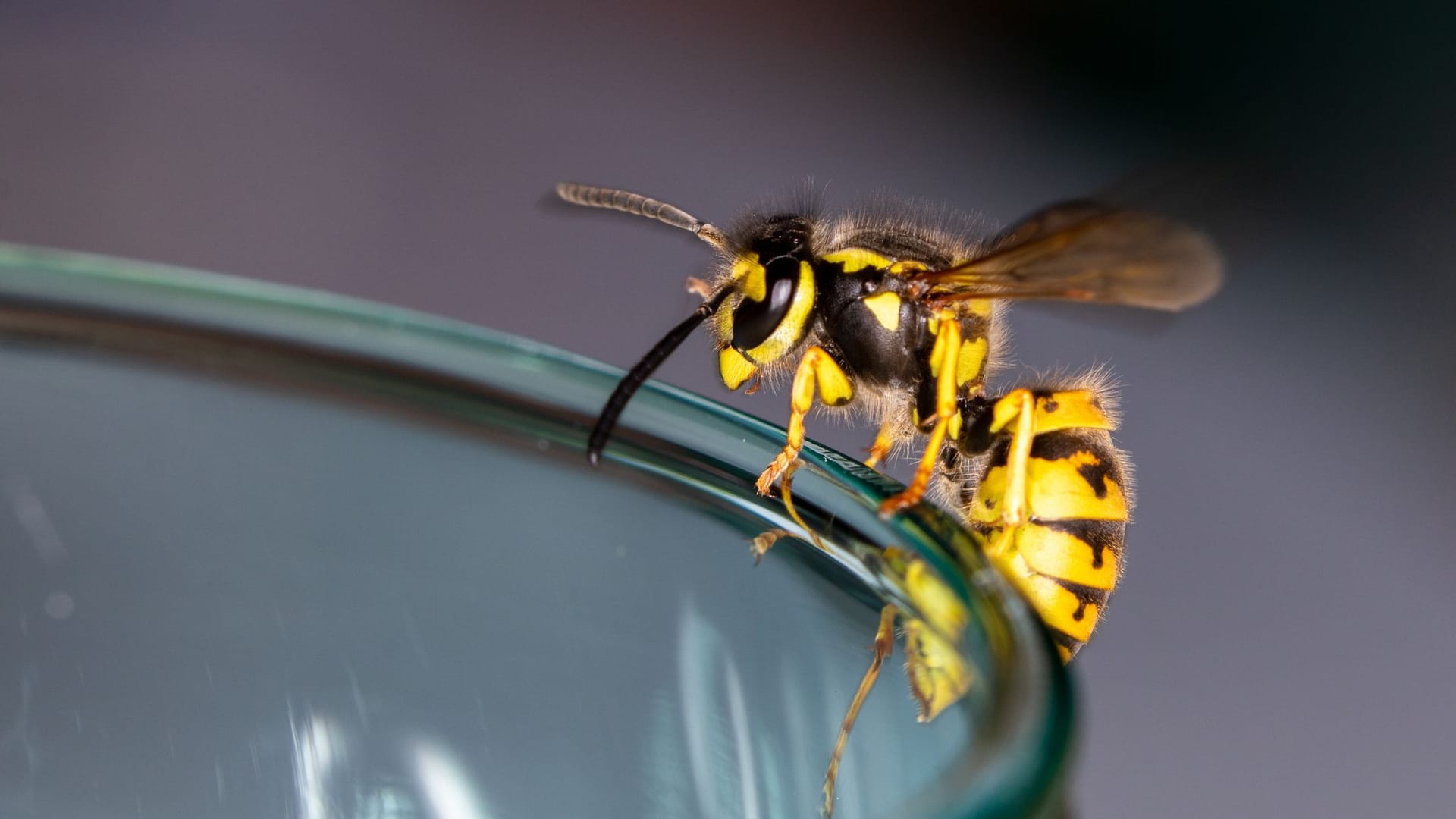 Wespe: Viele haben vor den Insekten Angst.