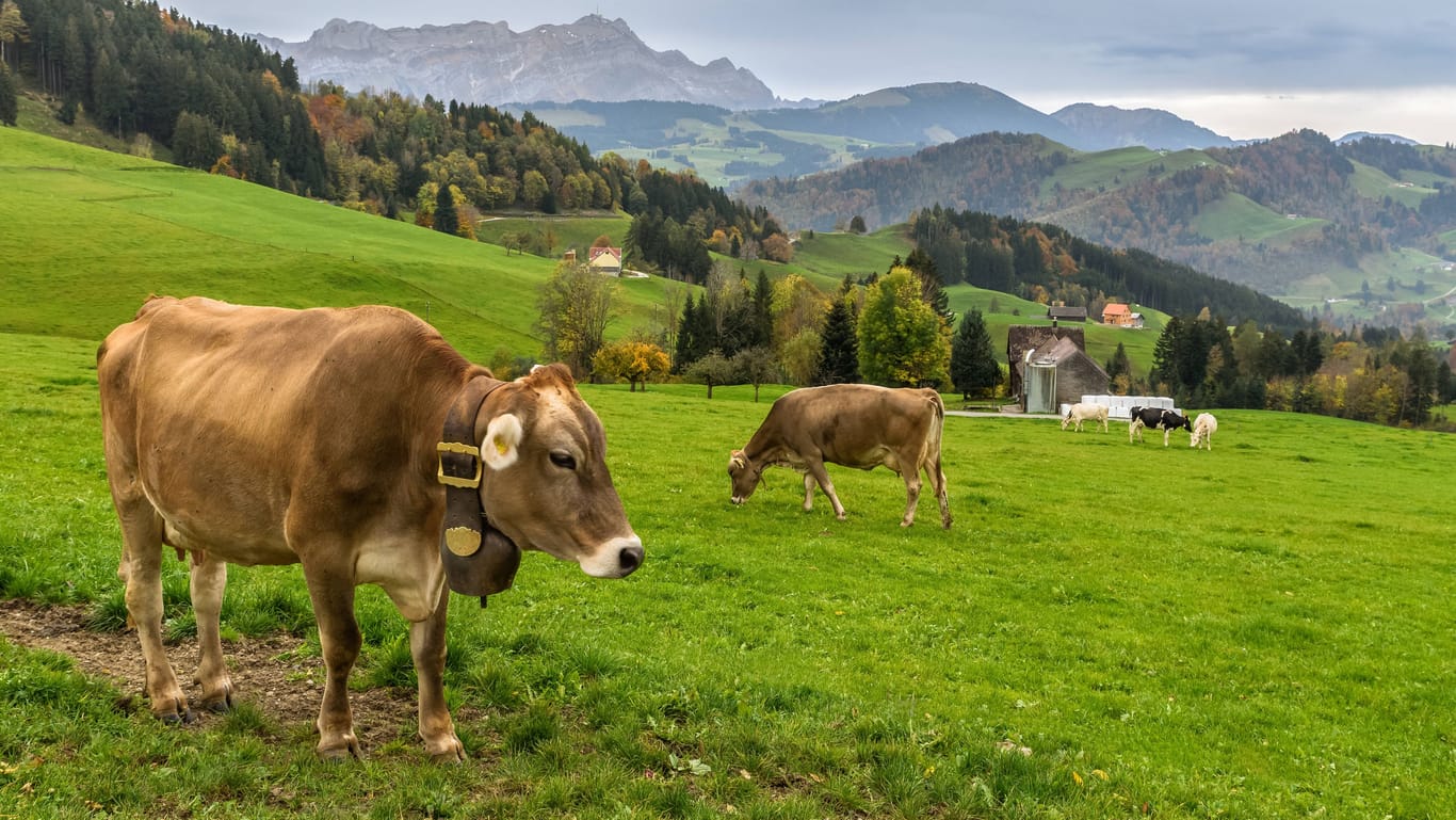 Braune Kühe auf einer Weide in den Schweizer Alpen (Symbolbild): Zwei Männer haben unerlaubt eine Kuh gemolken, um Milch zu klauen.