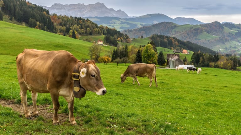 Schweiz: Männer melken Kuh und klauen Milch