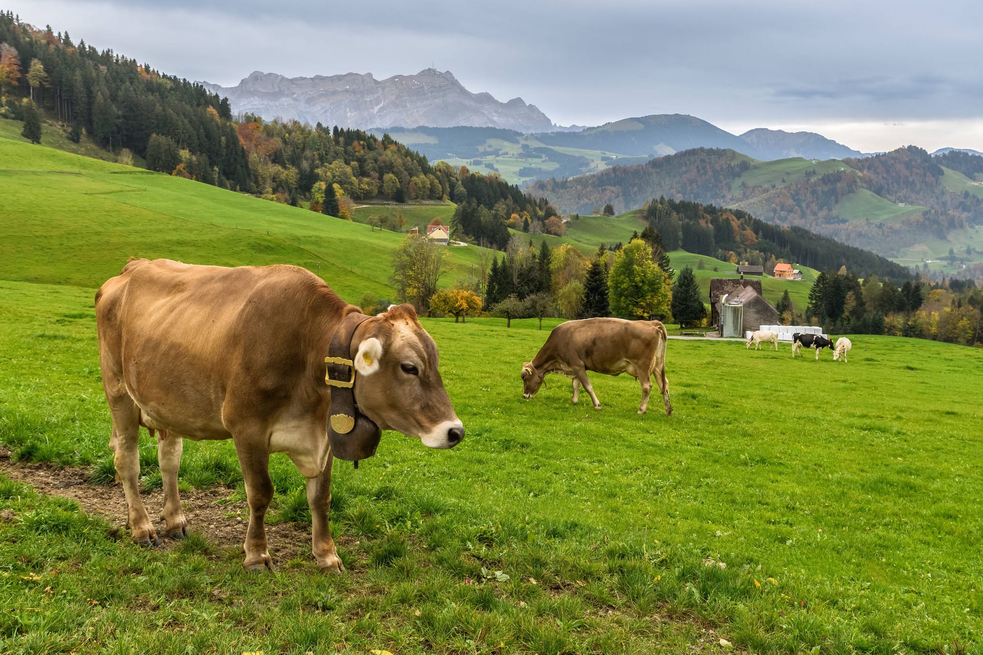 Braune Kühe auf einer Weide in den Schweizer Alpen (Symbolbild): Zwei Männer haben unerlaubt eine Kuh gemolken, um Milch zu klauen.