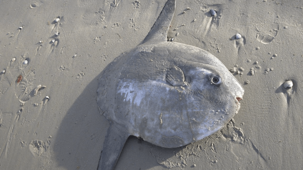 Der angespülte Mondfisch gehörte eher zu den kleineren Exemplaren. Die Tiere können bis zu zwei Tonnen schwer werden.