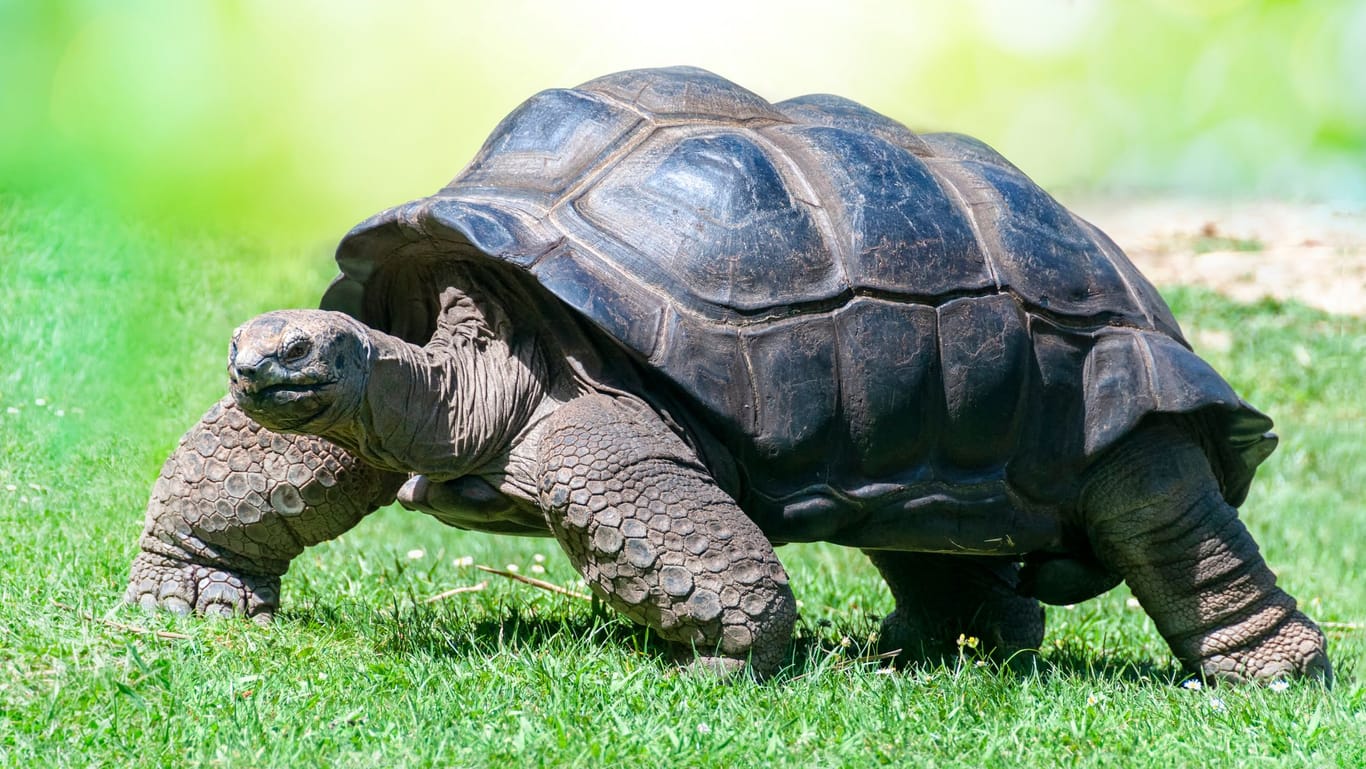 Die Aldabra-Riesenschildkröte ist ein wahrer Gigant, der sich mithilfe seines Panzers vor Angriffen schützt.