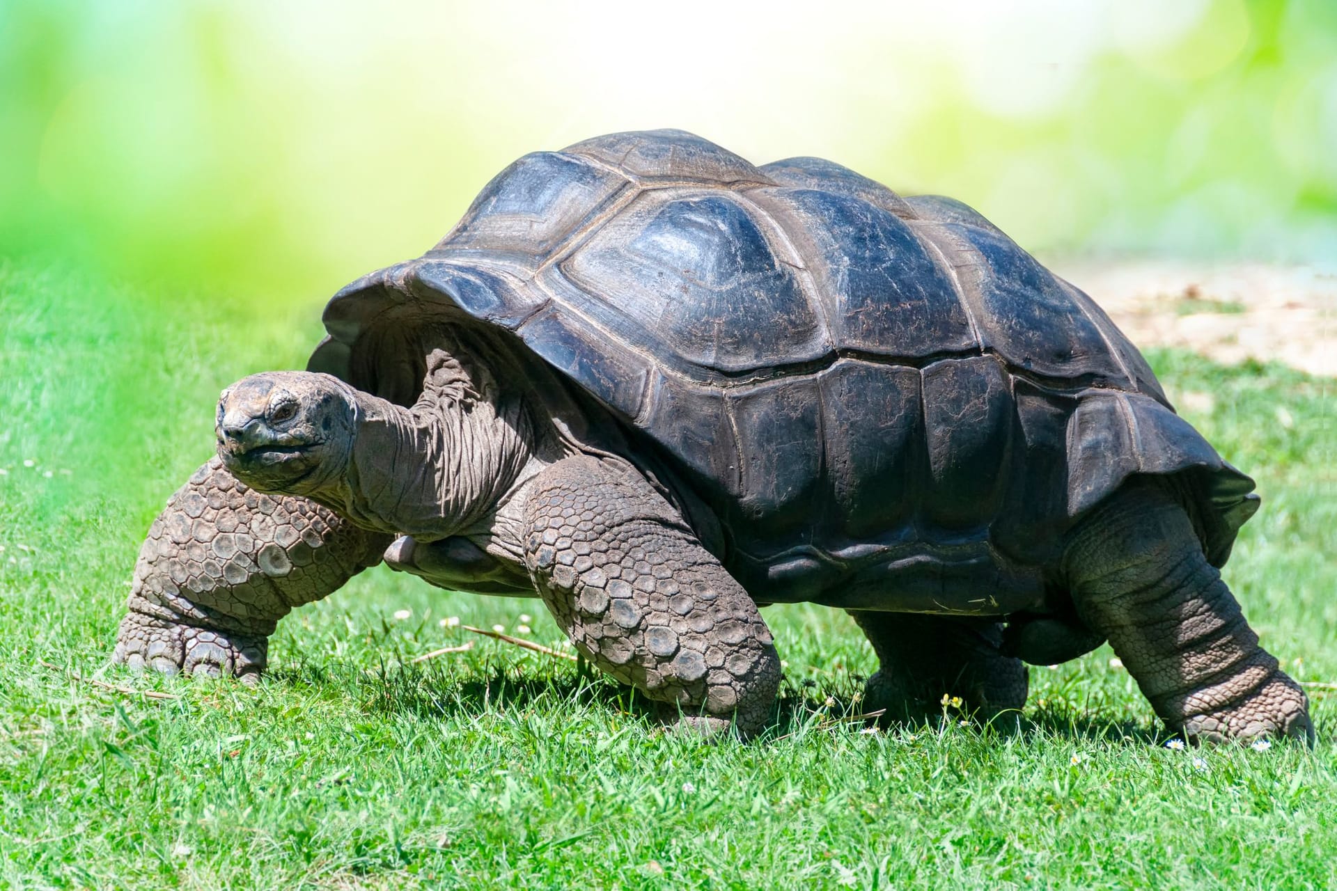 Die Aldabra-Riesenschildkröte ist ein wahrer Gigant, der sich mithilfe seines Panzers vor Angriffen schützt.