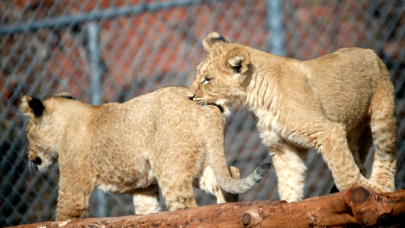 Zwei Löwenjungen (Symbolbild): Der Besitzer musste die Tiere nach ihrem Ausbruch abgeben.