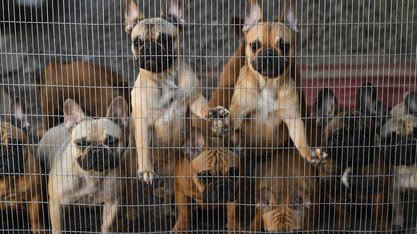 Bulldoggenwelpen in einem Käfig (Symbolbild): Die Hunde befanden sich in einem schlechten Gesundheitszustand.