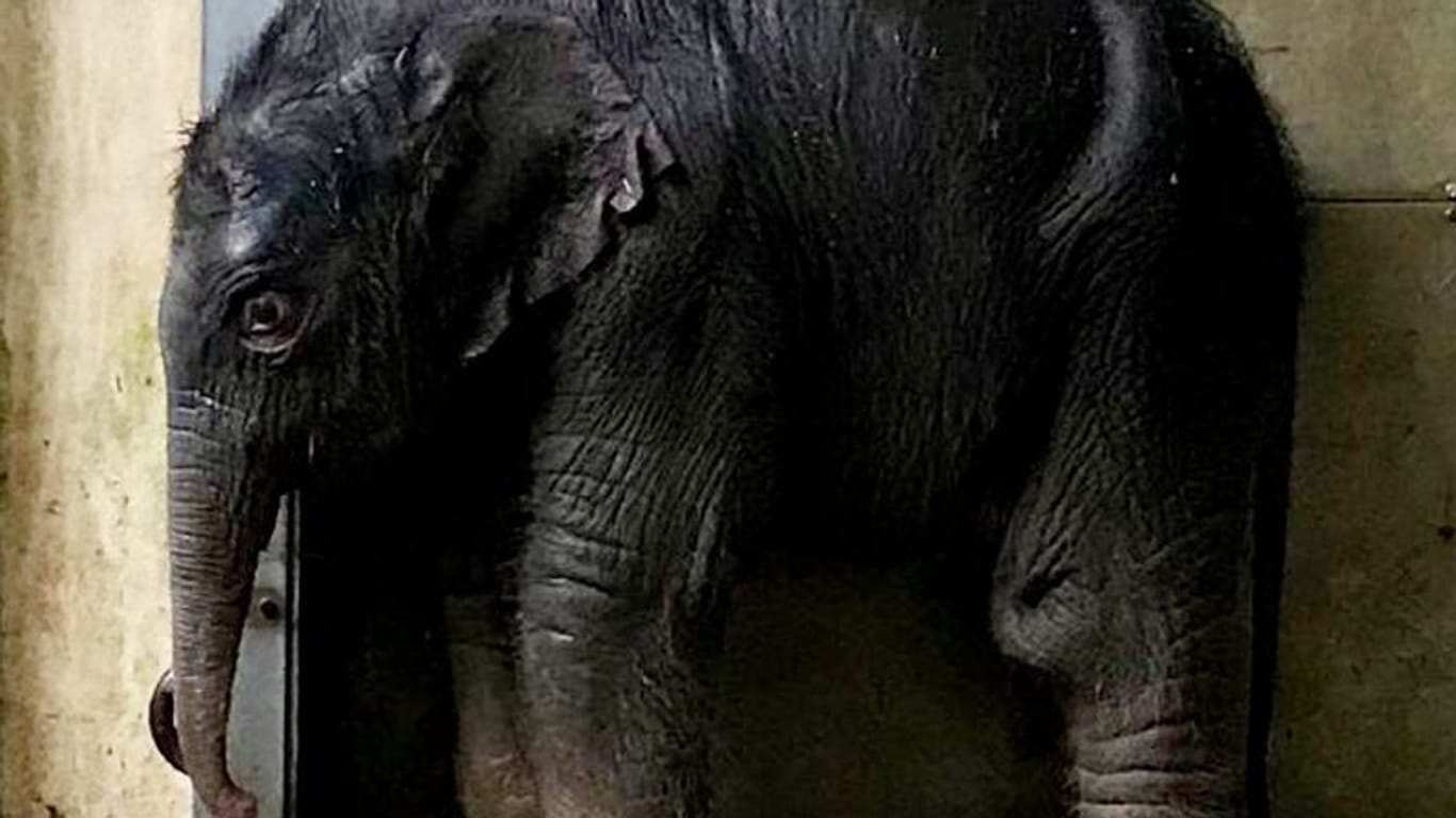 Die Asiatischen Elefanten im Zoo Leipzig haben Nachwuchs bekommen