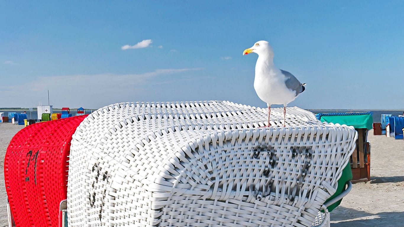 Eine Möwe sitzt auf einem Strandkorb am Stand von Borkum: Die Insel in der Nordsee lebt vom Tourimus.