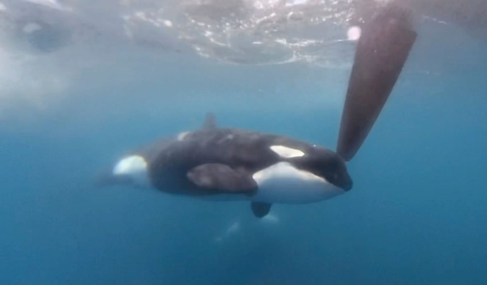 Orcas greifen auch Ocean Race Boot an
