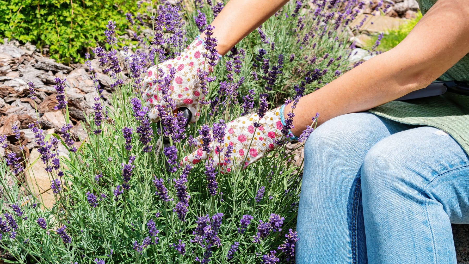 Lavendel düngen mit Kaffeesatz Tipps und Tricks