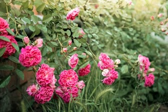Mit einem fachgerechten Schnitt blühen Rambler-Rosen reich und bleiben gesund.