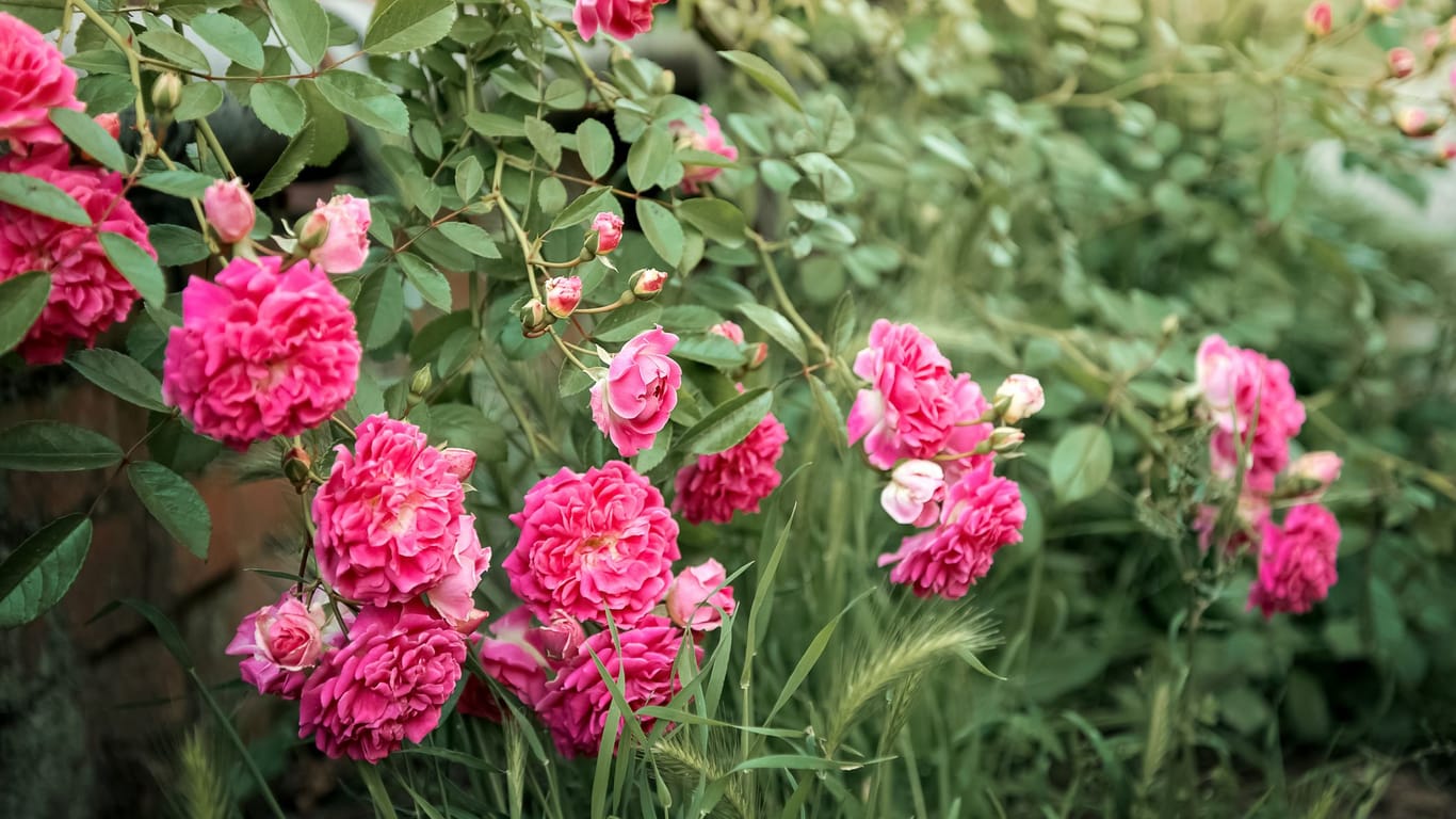 Mit einem fachgerechten Schnitt blühen Rambler-Rosen reich und bleiben gesund.