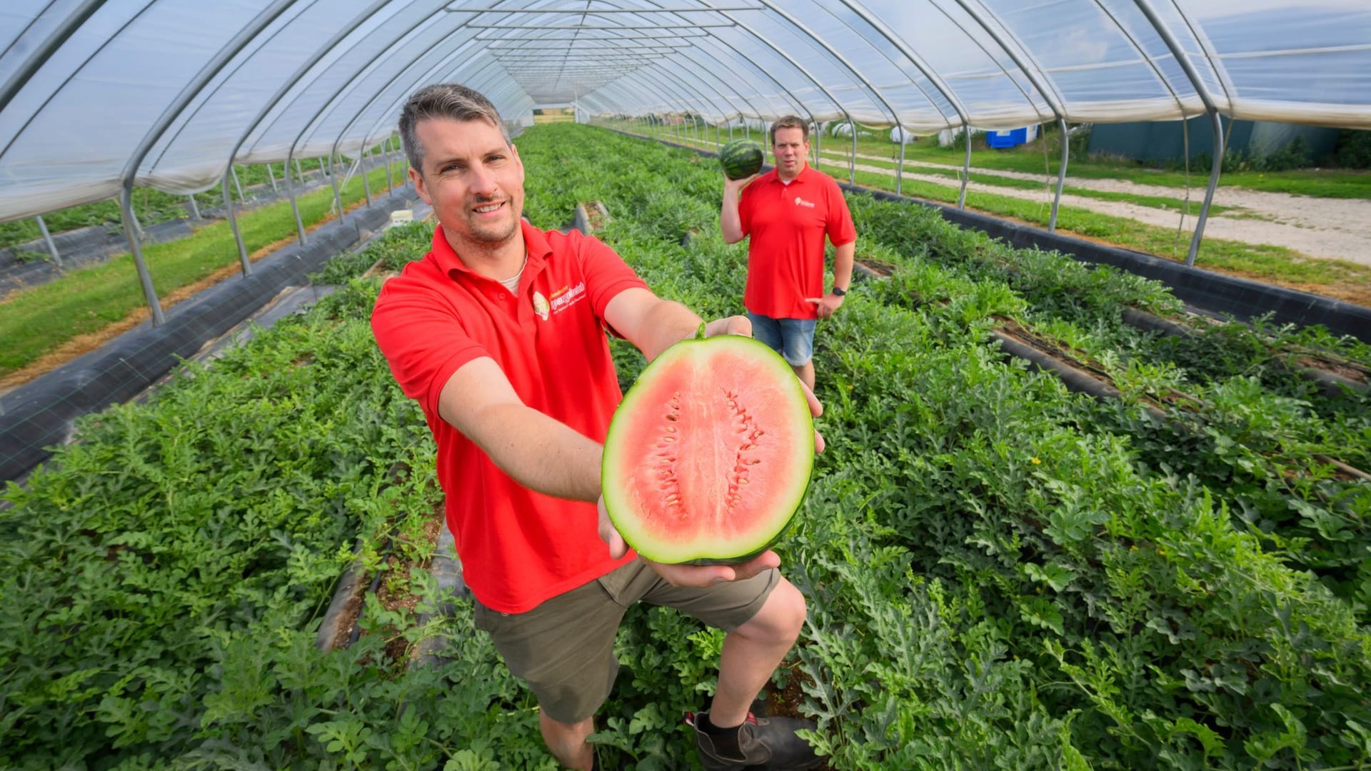 Wassermelonen aus Niedersachsen