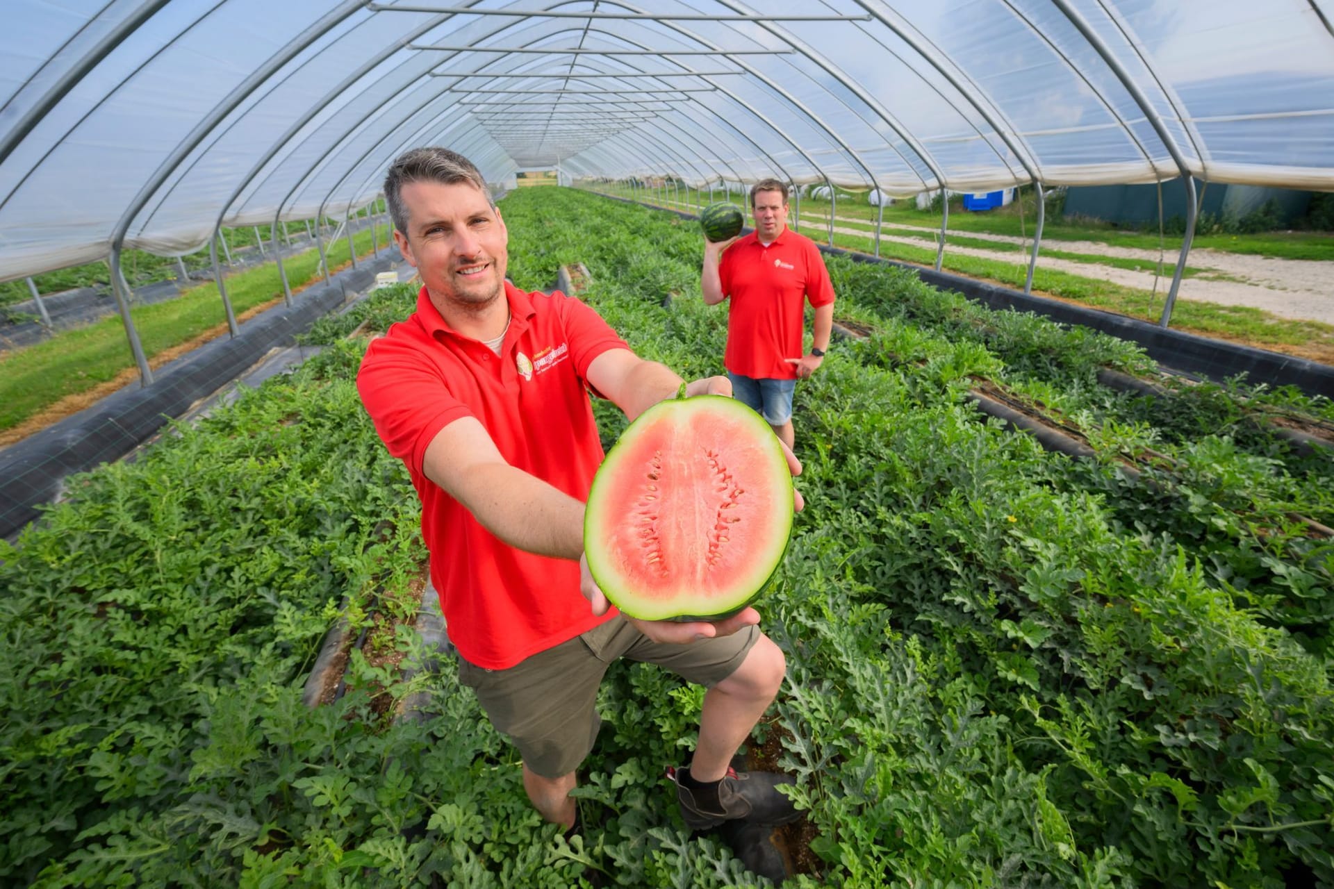 Wassermelonen aus Niedersachsen