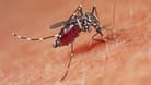 Dengue-Fieber: Das Virus wird vor allem von Gelbfiebermücken oder Asiatischen Tigermücken übertragen.
