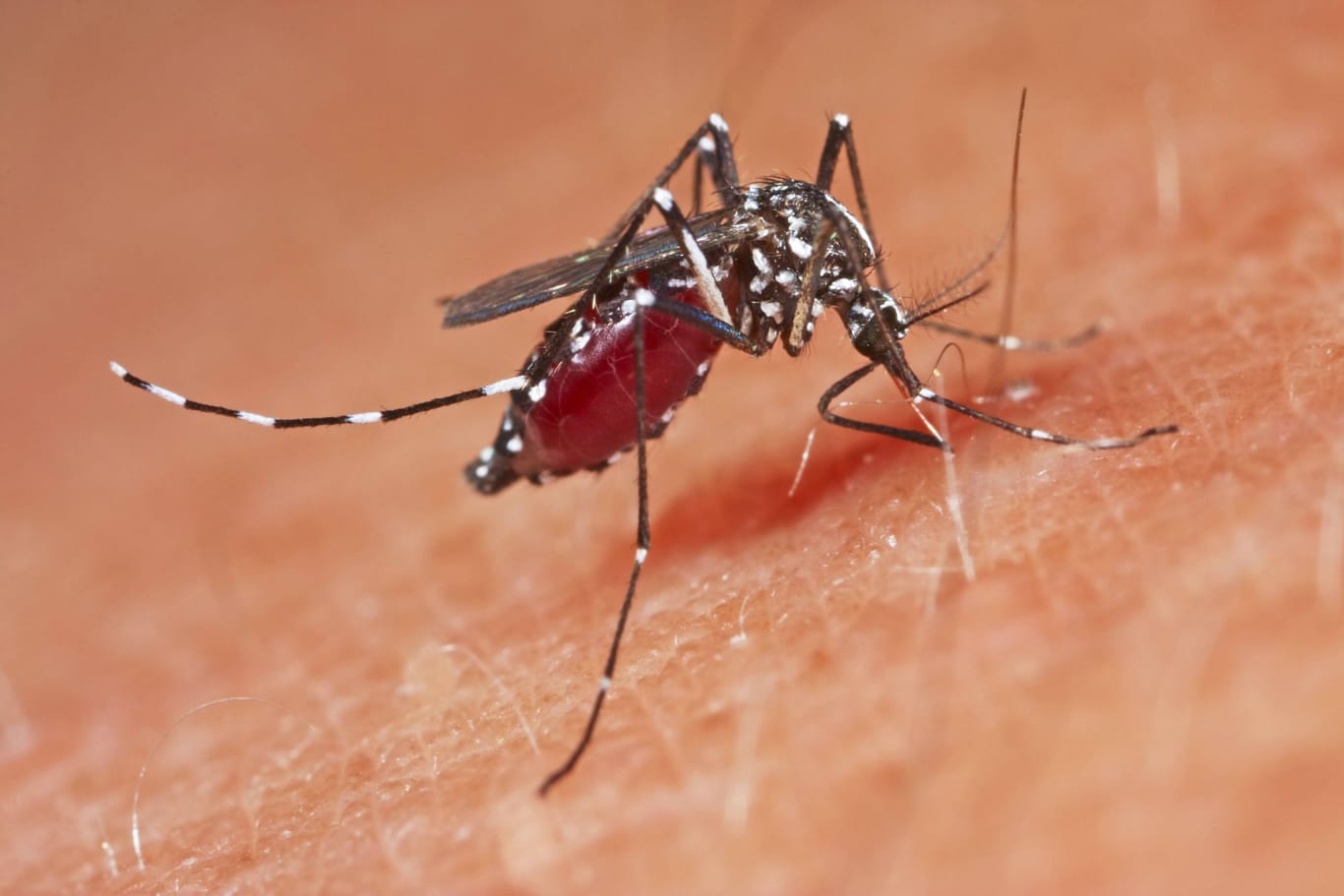 Dengue-Fieber: Das Virus wird vor allem von Gelbfiebermücken oder Asiatischen Tigermücken übertragen.