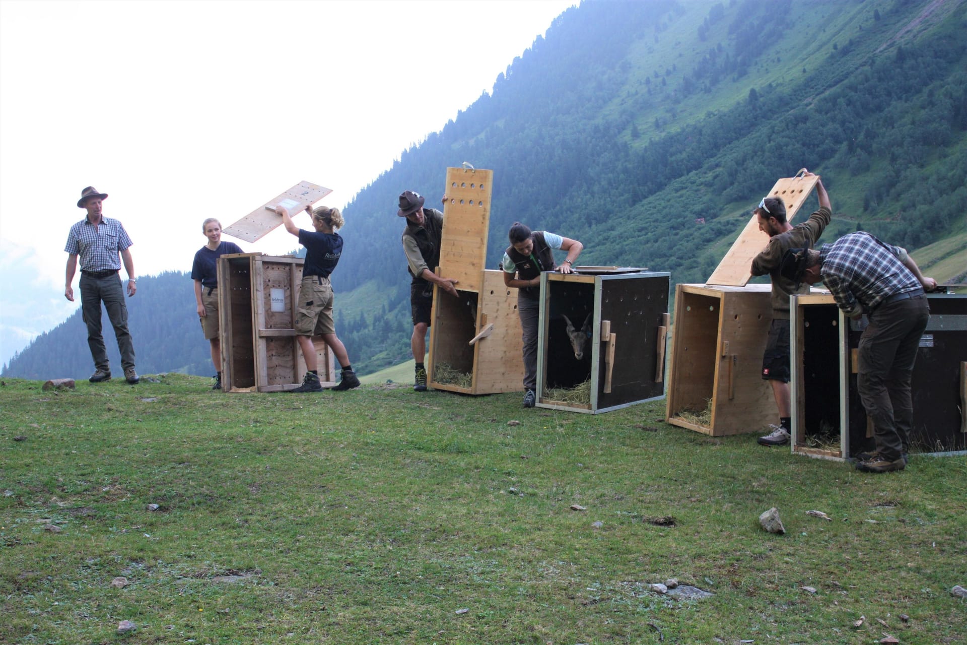 Die Tierpfleger öffnen die Transportboxen: Insgesamt fünf Steinböcke wurden in den Stubaier Alpen erfolgreich ausgewildert.