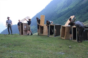 Die Tierpfleger öffnen die Transportboxen: Insgesamt fünf Steinböcke wurden in den Stubaier Alpen erfolgreich ausgewildert.