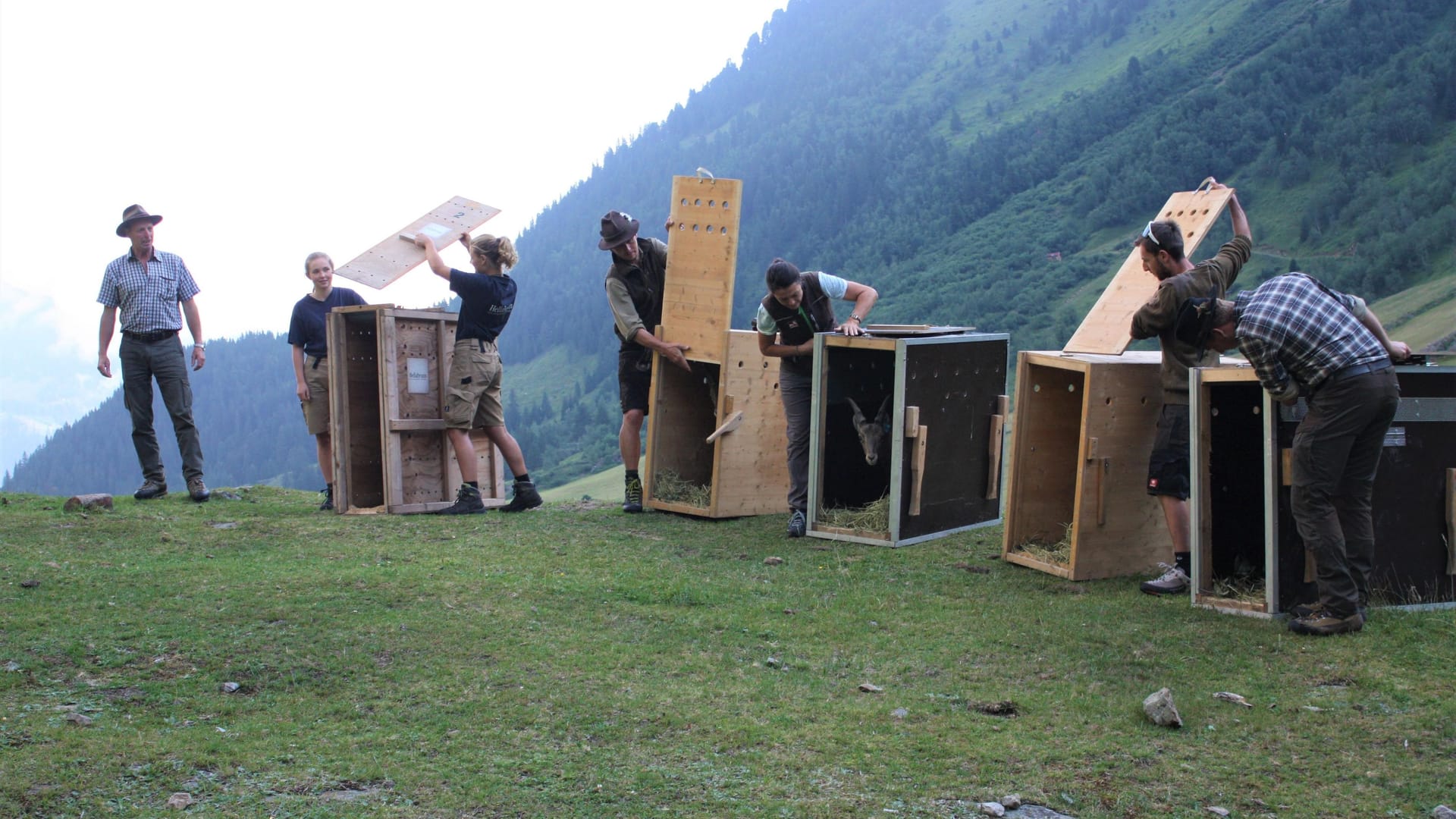 Die Tierpfleger öffnen die Transportboxen: Insgesamt fünf Steinböcke wurden in den Stubaier Alpen erfolgreich ausgewildert.