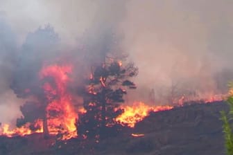 La Palma in Flammen: Waldbrand außer Kontrolle