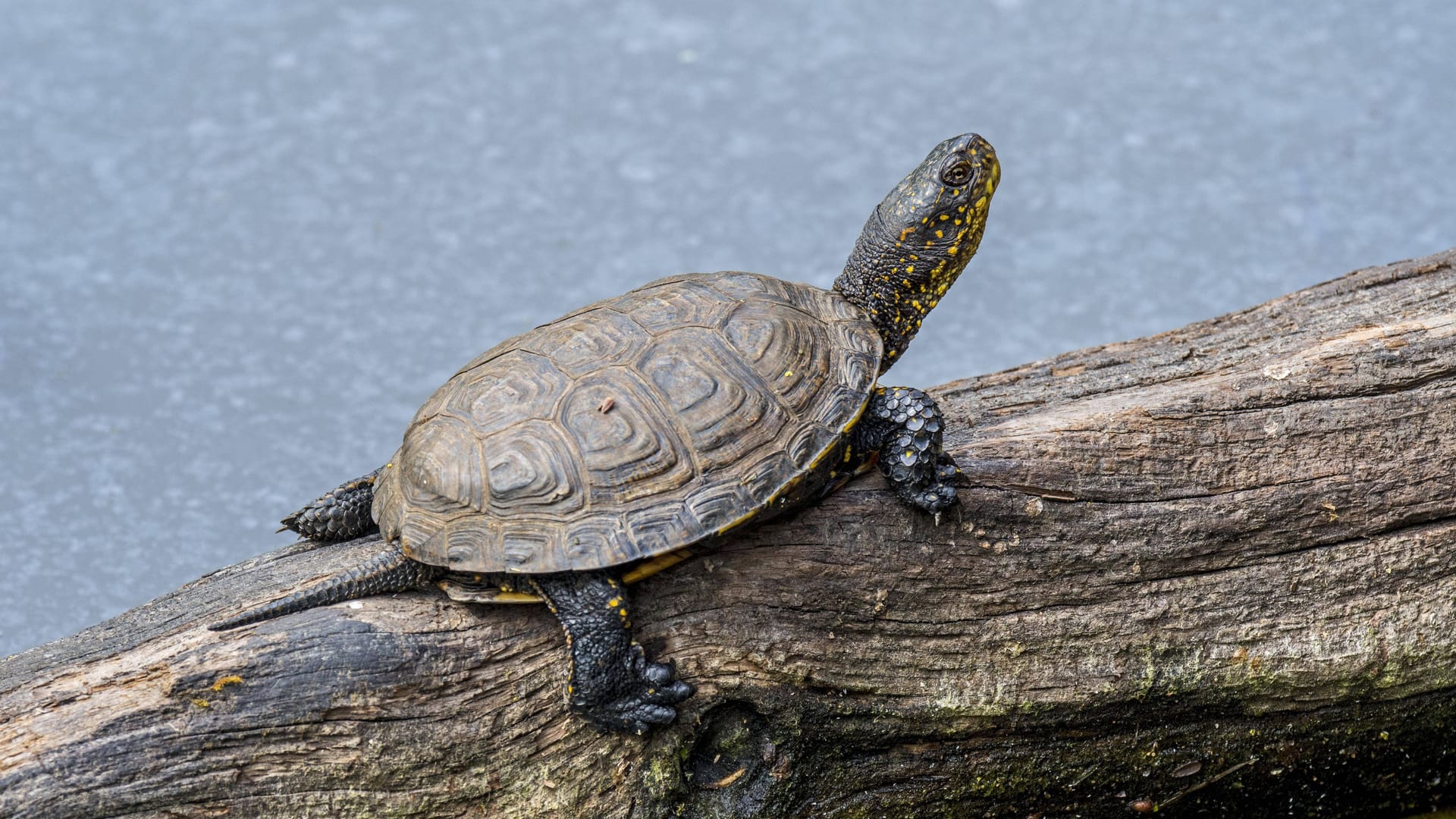 Eine Europäische Sumpfschildkröte (Archivbild): Einst gab es sie in ganz Deutschland. Nun wird sie auch in der Region Hannover wieder heimisch.