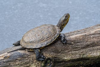 Eine Europäische Sumpfschildkröte (Archivbild): Einst gab es sie in ganz Deutschland. Nun wird sie auch in der Region Hannover wieder heimisch.