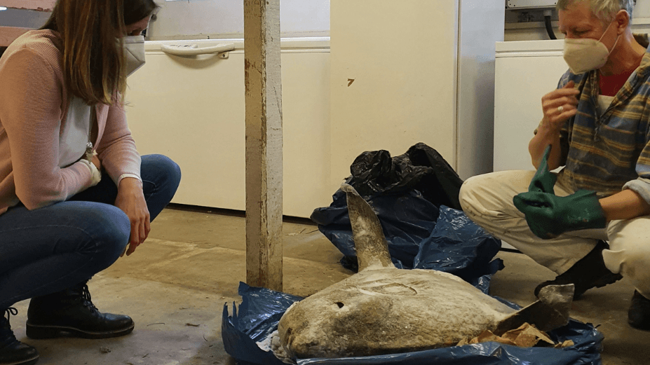 Mitarbeiter des Landesmuseums Natur und Mensch in Oldenburg mit dem Kadaver des Tieres (Archivfoto): Der Fisch wurde dort präpariert.