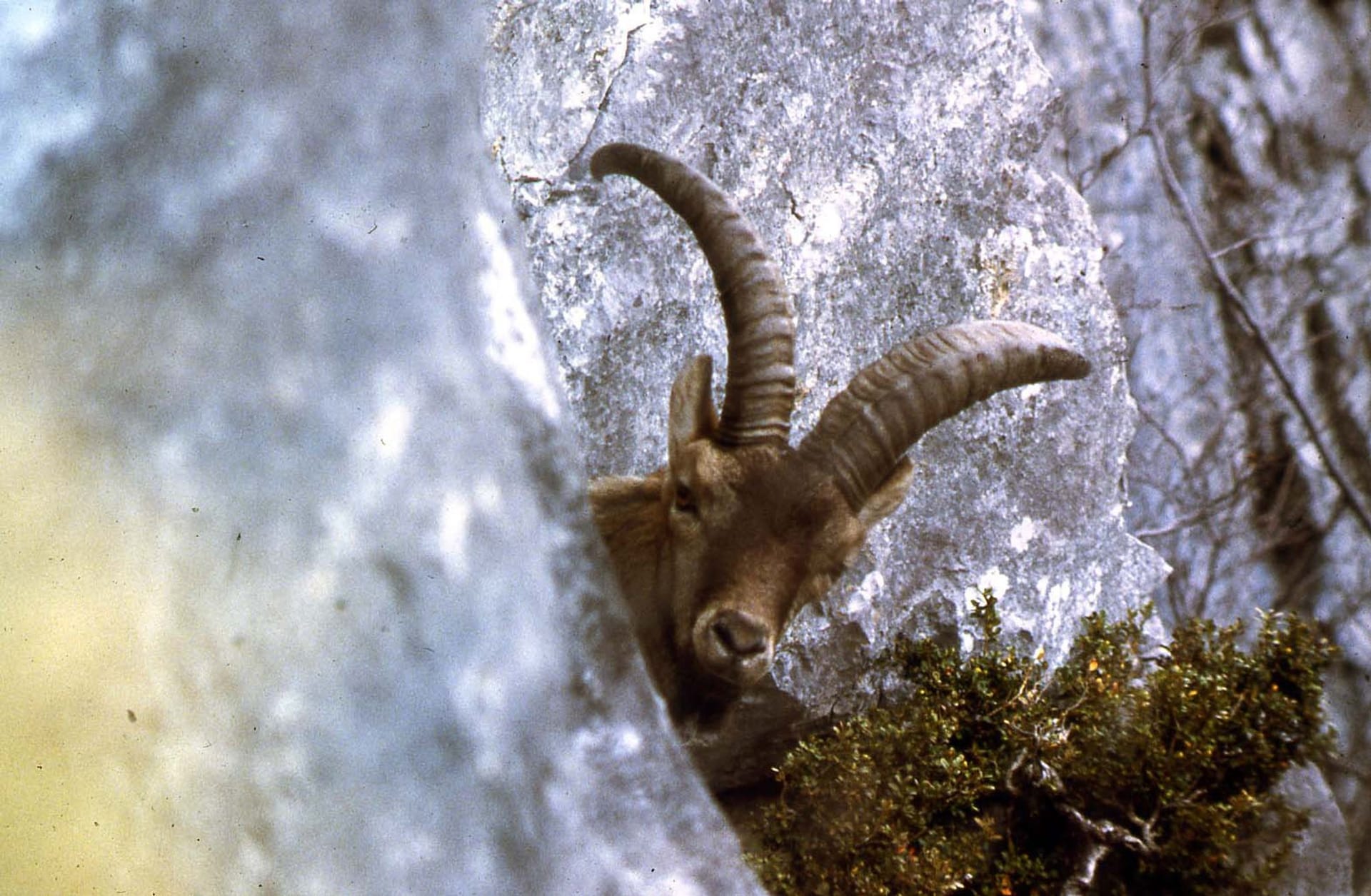 Pyrenäensteinbock