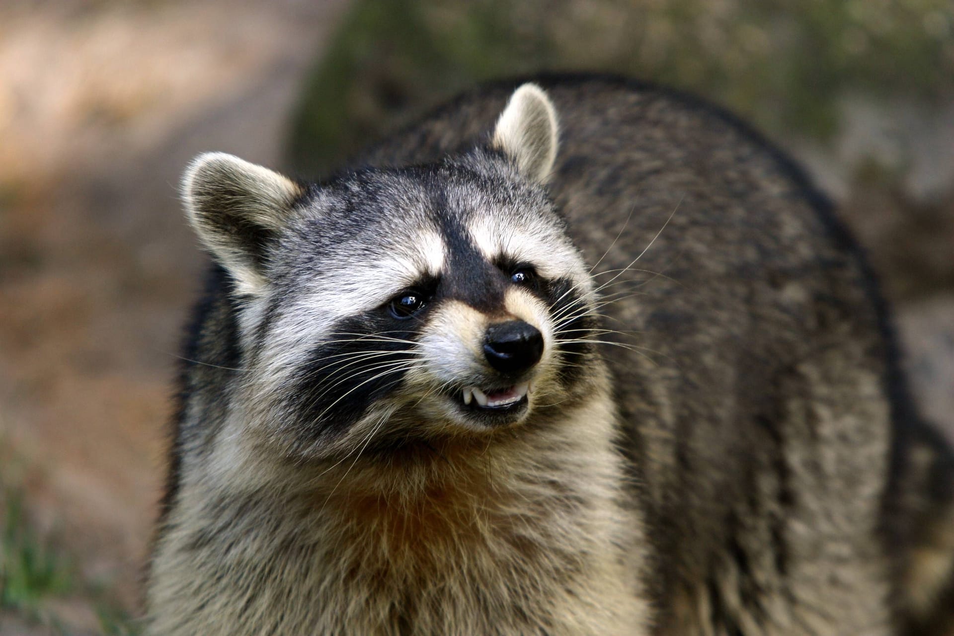 Wütender Waschbär (Procyon lotor) zeigt seine Zähne: Der Kleinbär kann ein Chaos hinterlassen.