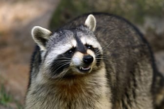 Wütender Waschbär (Procyon lotor) zeigt seine Zähne: Um wildlebende Tiere, die sich gestört fühlen, sollten Sie einen großen Bogen machen.