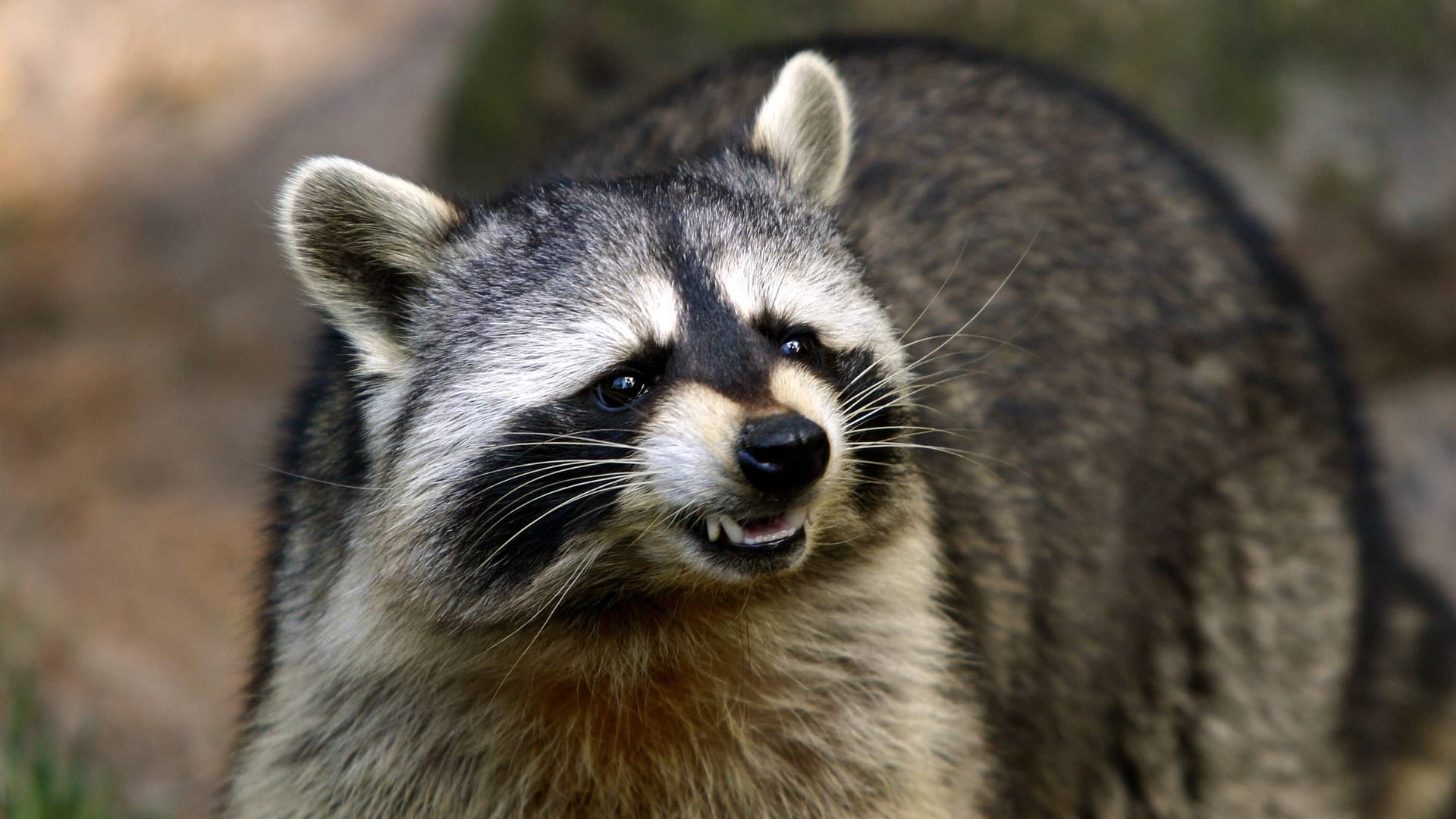 Wütender Waschbär (Procyon lotor) zeigt seine Zähne: Um wildlebende Tiere, die sich gestört fühlen, sollten Sie einen großen Bogen machen.