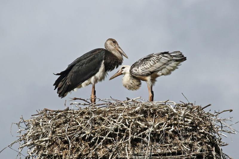 Störche: Das von Arne Torkler, ehrenamtlicher Schwarzstorchenbetreuer für Niedersachsen und Schleswig-Holstein, zur Verfügung gestellte Bild zeigt zwei Hybrid-Jungstörche in einem Nest bei Uelzen.