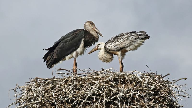 Störche: Das von Arne Torkler, ehrenamtlicher Schwarzstorchenbetreuer für Niedersachsen und Schleswig-Holstein, zur Verfügung gestellte Bild zeigt zwei Hybrid-Jungstörche in einem Nest bei Uelzen.