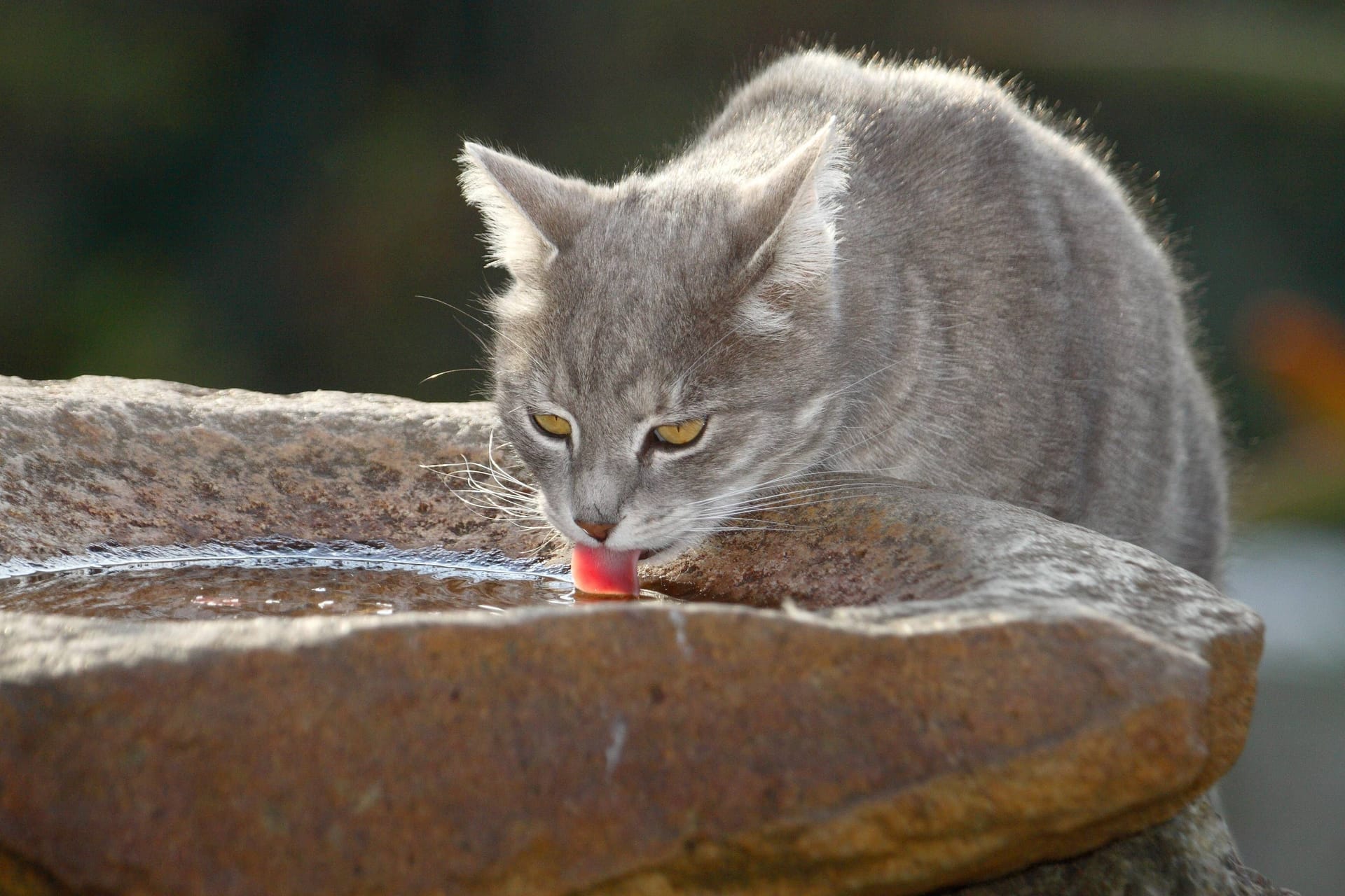 Genug zu Trinken: Damit eine Katze hydriert bleibt, können Trinkstellen auf den üblichen Routen des Tiers verteilt werden.