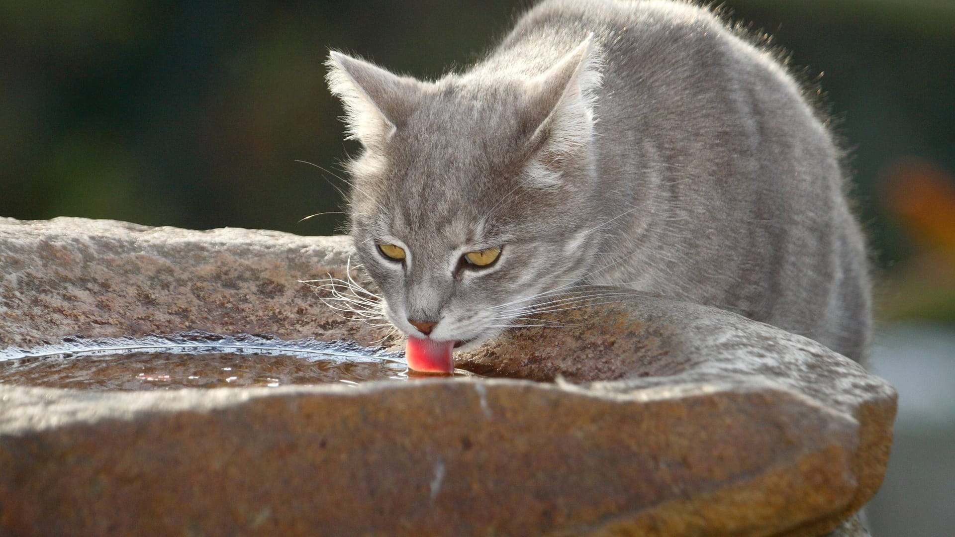 Genug zu Trinken: Damit eine Katze hydriert bleibt, können Trinkstellen auf den üblichen Routen des Tiers verteilt werden.