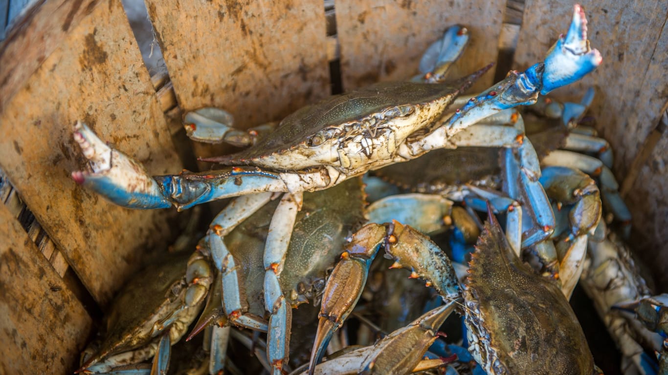 Die Krabben sind nicht einfach zu fangen, ihre scharfen Scheren schneiden auch durch Fischernetze.