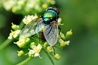 Fliegen dienen als Bestäuber für viele Pflanzenarten – auf der heimischen Terrasse sind sie jedoch eher lästig.
