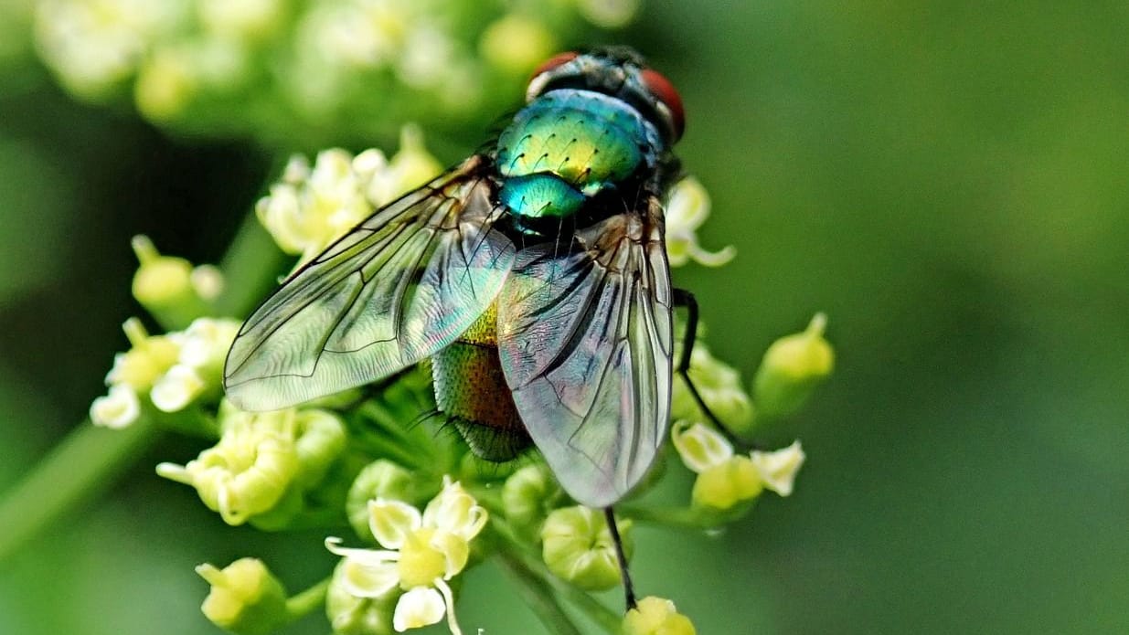 Fliegen dienen als Bestäuber für viele Pflanzenarten – auf der heimischen Terrasse sind sie jedoch eher lästig.