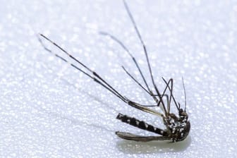 Asiatische Tigermücke (Symbolbild): Sie ist als Überträger von Krankheitserregern wie dem Zika-Virus, dem Chikungunya-Virus und dem Dengue-Virus bedeutsam.