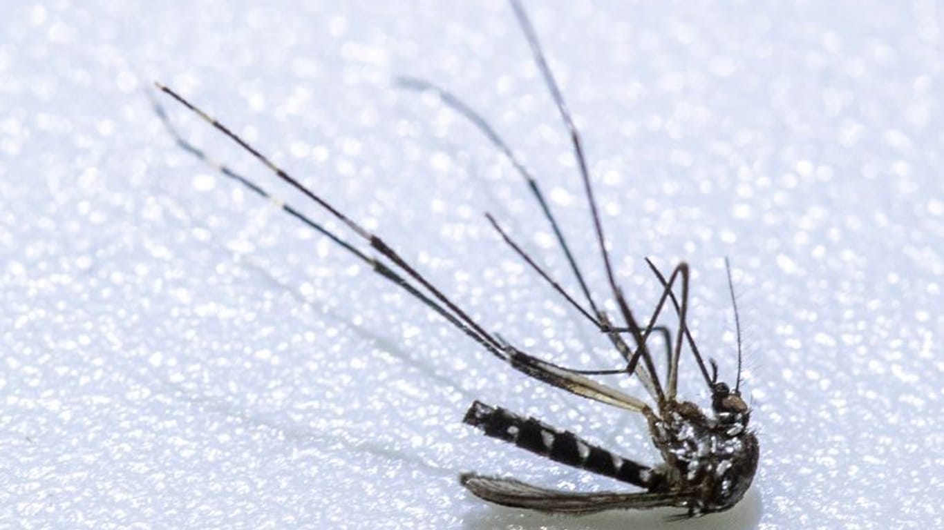Asiatische Tigermücke (Symbolbild): Sie ist als Überträger von Krankheitserregern wie dem Zika-Virus, dem Chikungunya-Virus und dem Dengue-Virus bedeutsam.