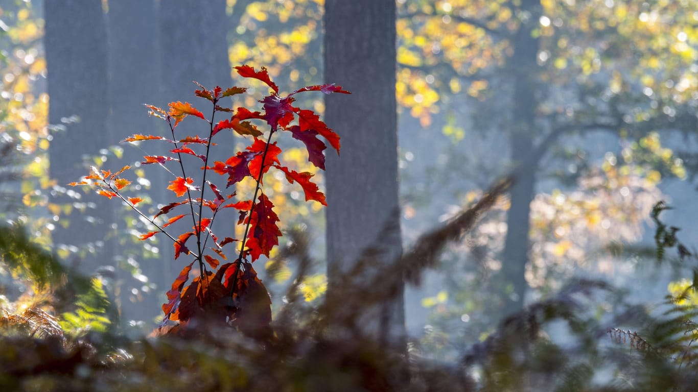 Ein Roteichensetzling mit rötlicher Herbstfärbung: Was schön aussieht, schnell wächst und Hitze und Dürre trotzen soll, ist in Europa ein Fremdkörper: Für wichtige Kleinstlebewesen ist das Laub hochgiftig.