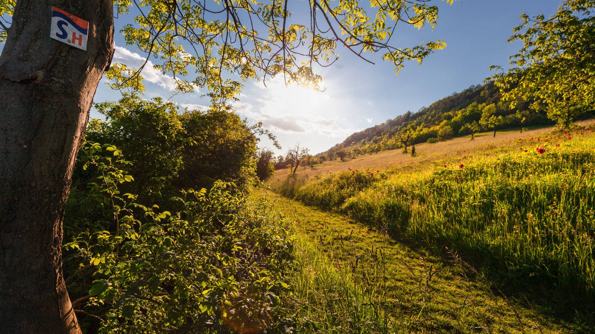 Pfingstrosenfelder am beliebten Wanderweg Saalehorizontale: Die Wanderung führt rund um Jena.