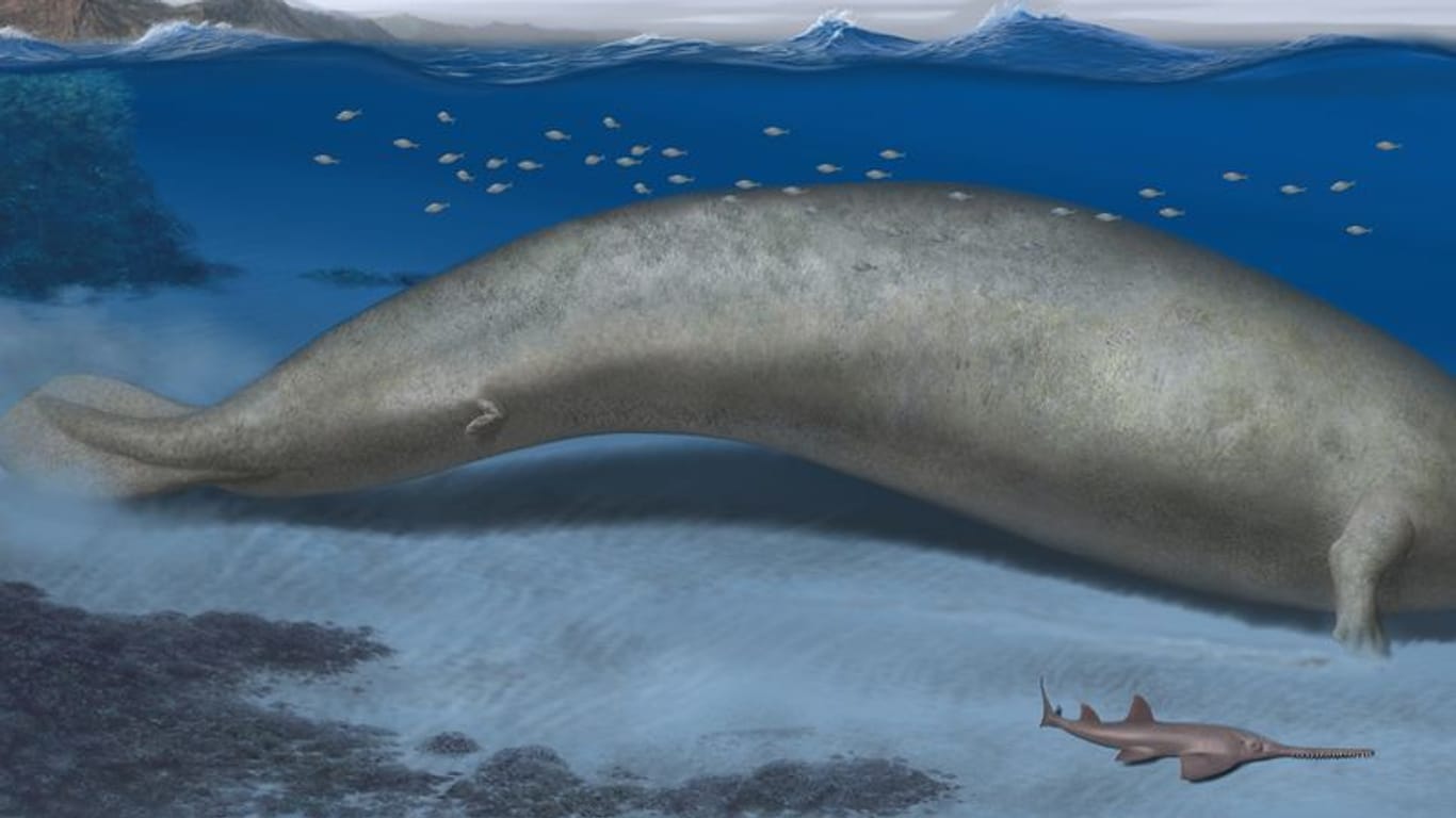 Er trägt sein Rekordgewicht im Namen: Forscher gehen davon aus, dass der mehr als 30 Millionen Jahre alte Wal Perucetus colossus - hier auf einer Rekonstruktionszeichnung - das größte Tier der Erdgeschichte ist.
