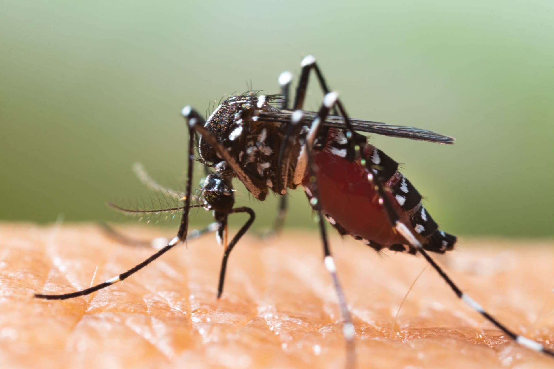 Die Aedesmücke überträgt das Virus.