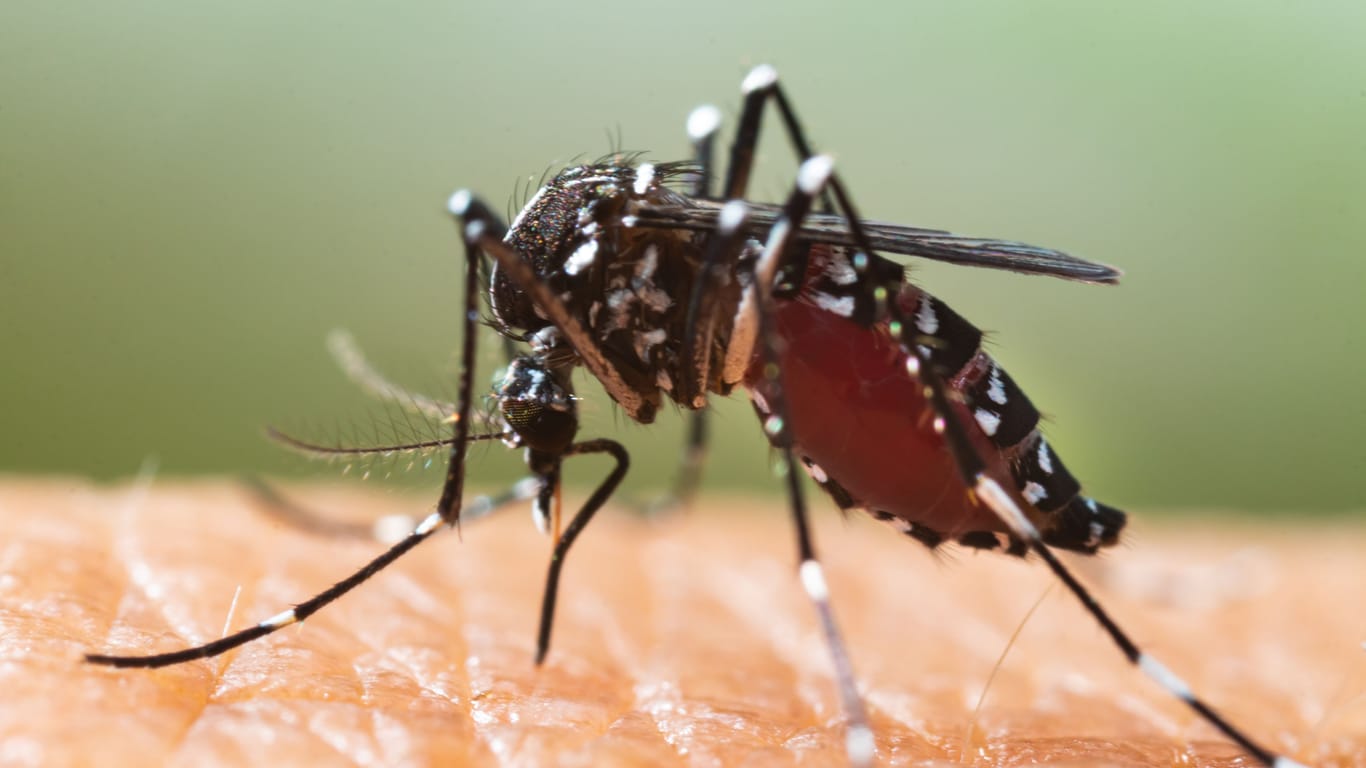 Die Aedesmücke überträgt das Virus.