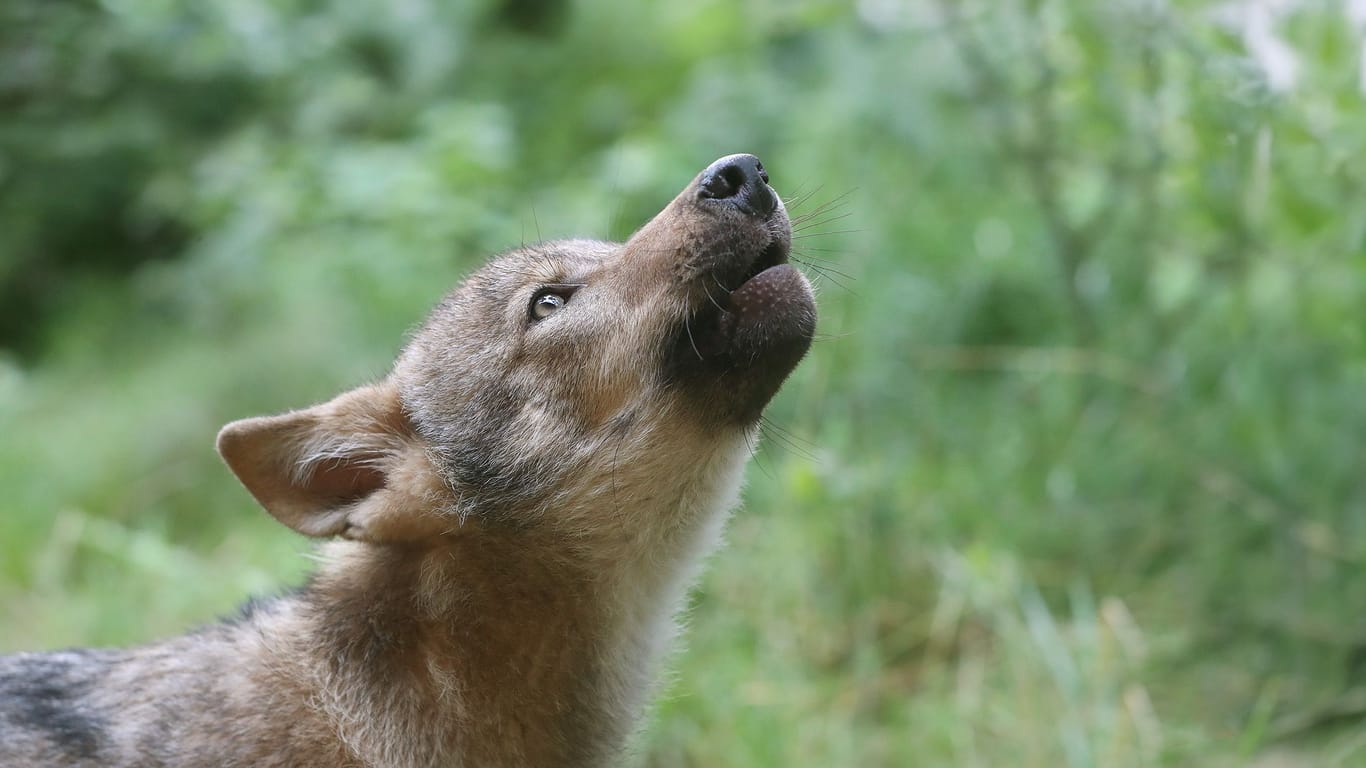 Wolf Lindo: Der Welpe wurde unterernährt aufgefunden und kommt aktuell in einer Wolfsauffangstation in der Lüneburger Heide wieder zu Kräften.