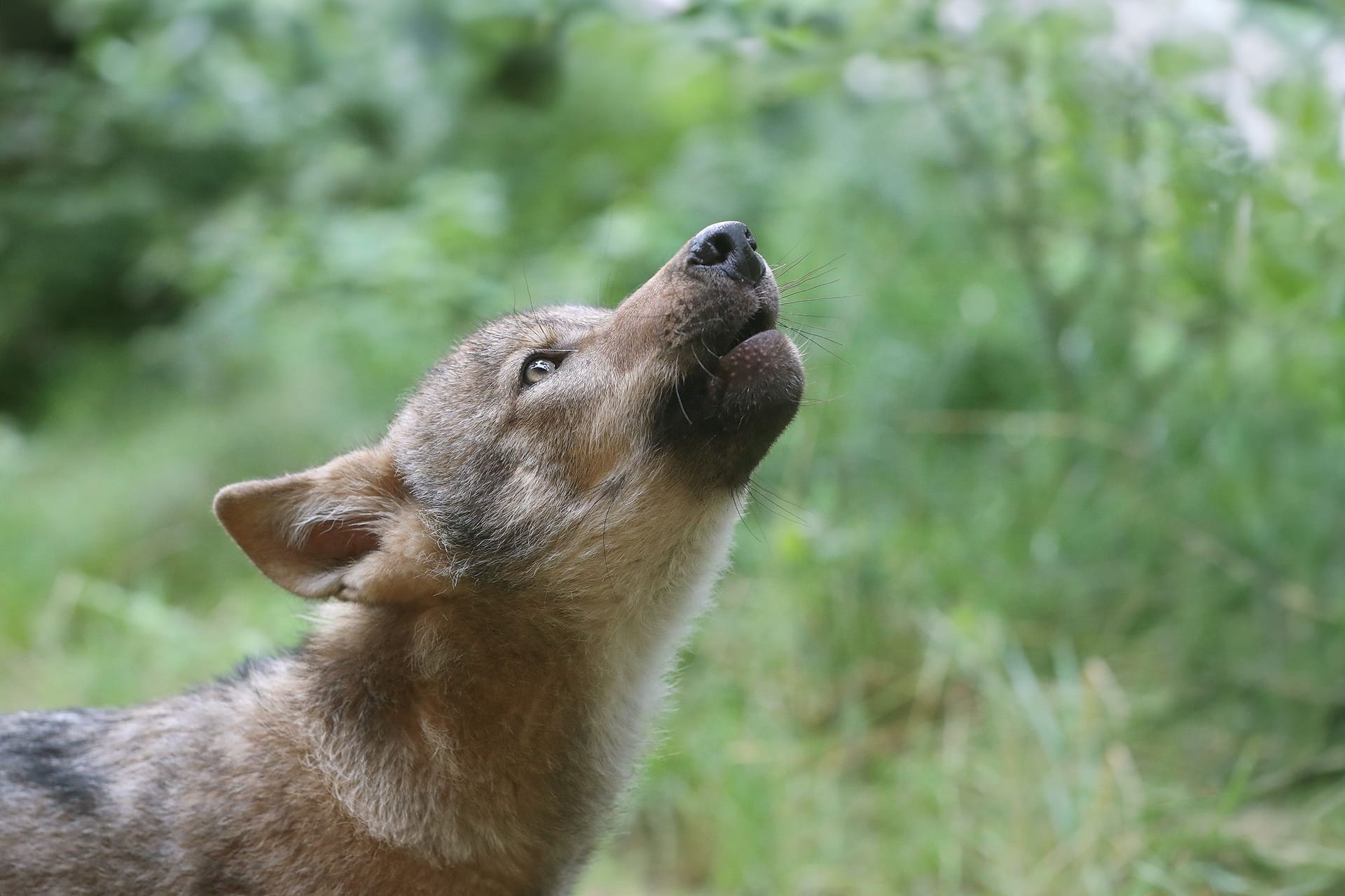 Wolf Lindo: Der Welpe wurde unterernährt aufgefunden und kommt aktuell in einer Wolfsauffangstation in der Lüneburger Heide wieder zu Kräften.