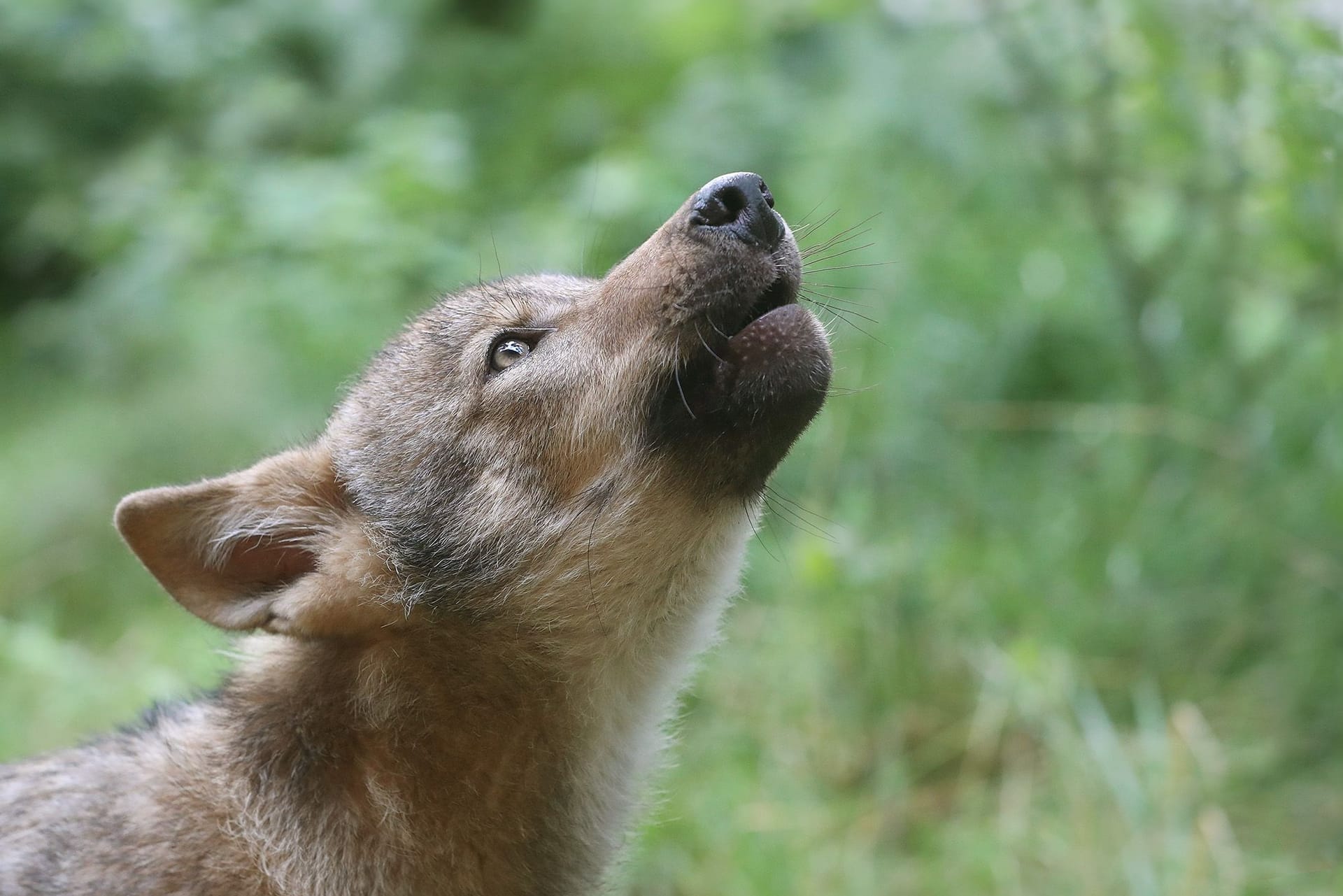 Wolf Lindo: Der Welpe wurde unterernährt aufgefunden und kommt aktuell in einer Wolfsauffangstation in der Lüneburger Heide wieder zu Kräften.